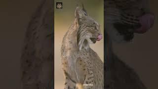 Iberian Lynx | Rarest of The Rare #shorts #lynx #wildlife #animalshorts #wildcats #iberianlynx