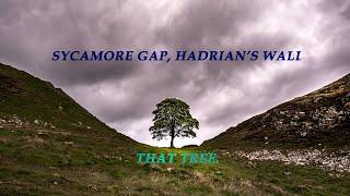 Sycamore Gap - Photographing that tree.