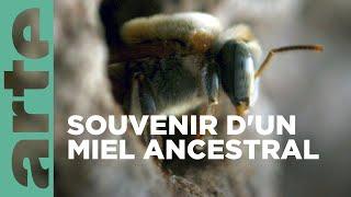 Mexique, l'abeille maya | Les maîtres des abeilles | ARTE Family