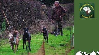 Ferreting a 300-yard hedge