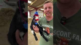 Baby Pygmy Goats in hats, what's not to like?!
