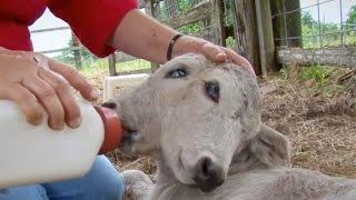 Cow gives birth to two-headed calf