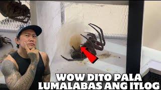 HOW SPIDER LAY EGGS, GANITO MANGITLOG ANG PANG DERBY NA SAMON