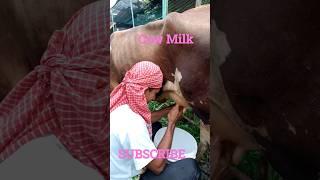 Cow milk #amazing #cow #farmbd #viral #farming #agriculture #trending