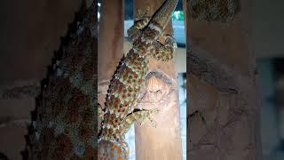 Toko Tuko Tuku. #gecko #tokay #tuko #toko #bebek #tokek #tắc_kè #kucing #kucinglucu @Jandez84