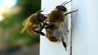  DRONE eviction - Bee chewing drone wings OFF!