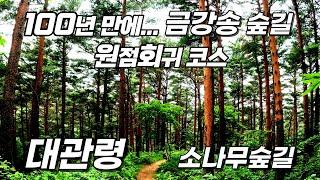 대관령 금강소나무 숲 힐링 트레킹 코스 _ 100년 간 관리된 아름다운 숲 _ 쾌적하고 싱그러운 황금 빛 금강송 길을 따라 원점회귀 _ 축구장 571개의 면적