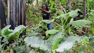 10 Vegetables You Should Always Grow (Backyard Gardening)