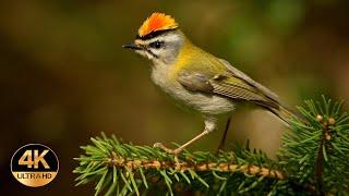 Firecrest (Regulus ignicapilla). Singing birds 4K Ultra HD.