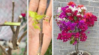 Intenta combinar 5 colores de confeti en 1 tallo | Bougainvillea glabra