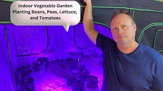 Plant Beans, Peas, Lettuce, and Tomatoes indoor Gardening