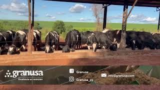 Empezó con 2 vacas y poco conocimiento, hoy tiene 80 lecheras en producción