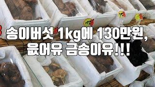 송이버섯 1kg에 130만원, 읎어유 금송이유!!!