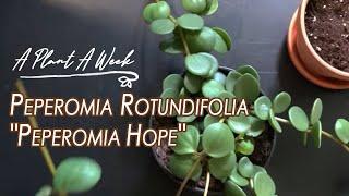 Peperomia rotundifolia "Peperomia Hope" Care | A Plant A Week