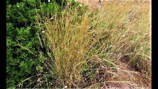 Hyparrhenia hirta Common thatching grass  Coolatai grass  Greece by Theo Fotiadis