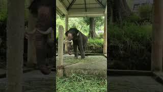 Konni Ecotourism #ecotourism #shortsvideo #elephant #reels #animals #kerala