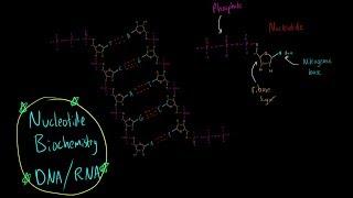 Nucleic Acids (Introduction to MCAT Biomolecules)