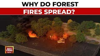 Why Do Forest Fires Spread? How Are They Brought Under Control? | India Today