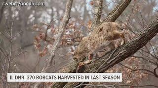 Illinois DNR reports 370 bobcats harvested as season concludes