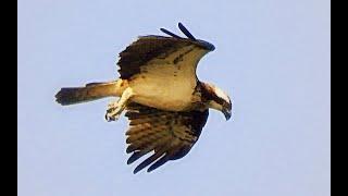 Sääksi kalastaa (Pandion haliaetus)