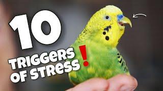 10 Surprising Things That Stress My Budgie Out (And How I Handle Them) ‍