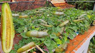 Growing Yellow Cucumber from Seed on Roof - Growing Yellow Cucumber in Sacks