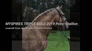 MYSPIRES TRIPLE GOLD 2019 Pony  Stallion