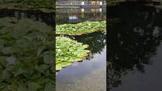 White water lily 🪷 #nature #ponds #flowers