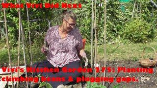 Vivi's Kitchen Garden 275: Planting climbing beans & plugging gaps.