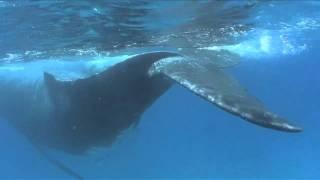 Getting slapped by a Humpback Whale