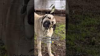 Fun fact our livestock guardian dogs Judge is a neat freak. Saving twigs from the fence aft storm