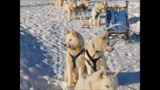 Nature Tours of Yukon's Arctic Discovery Tour