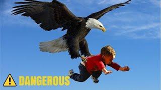 Most Dangerous Eagle Attacks Caught on Camera ️