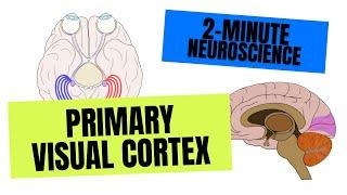 2-Minute Neuroscience: Primary Visual Cortex