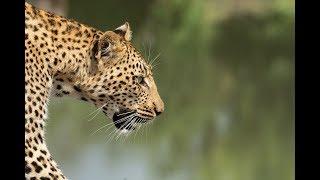 Nyeleti the Leopard Walks Past Safari Vehicle