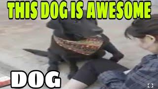 THIS DOG IS AWESOME ( I want to watch it again )