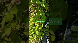 I planted this INVASIVE plant to fill an arch! | Fast Growing with flowers #garden #shorts #russian