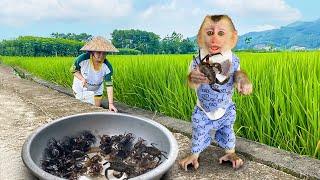 So Funny! Watch DaDa the monkey help his mom catch crabs!