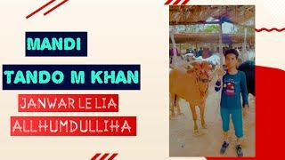 Mandi||Tando M Khan| 4 saudae hogye| apna janwar le lia  |#mandi #mandilover #vloging