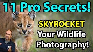 11 (QUICK!) Pro Secrets To Supercharge Your Wildlife Photography!