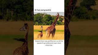 Here are 10 interesting facts about Giraffe #9 #factopia #fact #tall #giraffe