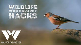 Wildlife photography hacks