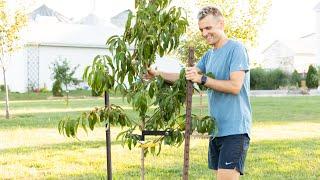 How to Stake a Tree