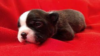 Cutest Boston Terrier Puppies Compilation!