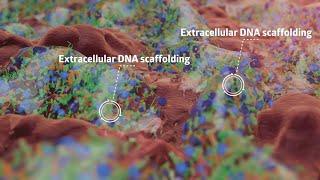 Biofilm formation