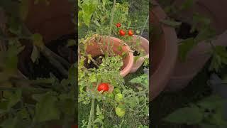 #помидоры, #огород, #германия, #shorts