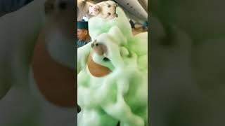 Capybara belly rubbing-On board #capybara #cute #funny #animals #カピバラさん