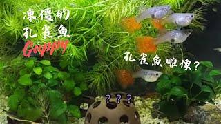 ＜水族趣＞孔雀魚凍僵了？｜紅尾蛇紋｜Frozen Guppy？｜Red Cobra Guppy｜Poecilia reticulata 2024/12/20