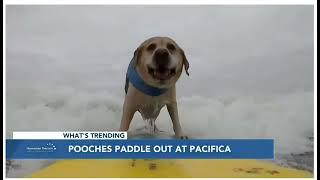 Hawaii News Now   World Dog Surfing Championships Story