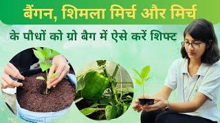 Hydroponic farming in growbag | Correct method to shift plants | JS Hydroponics